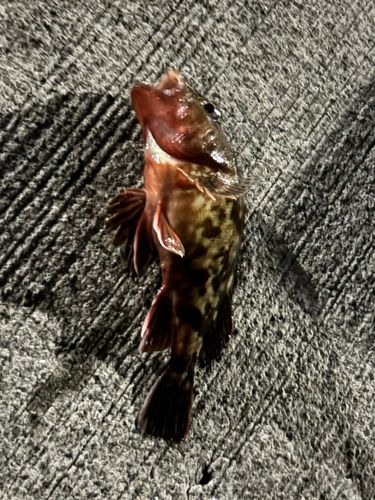 カサゴの釣果