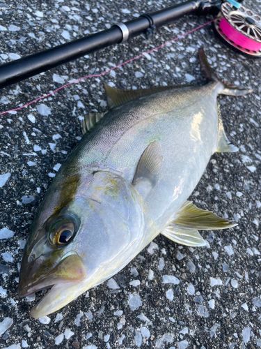 ショゴの釣果