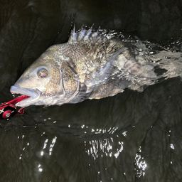 クロダイ
