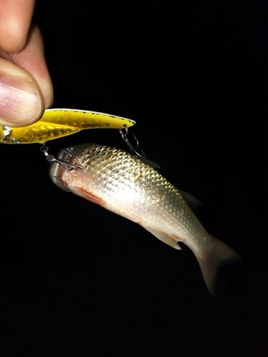 ウナギの釣果