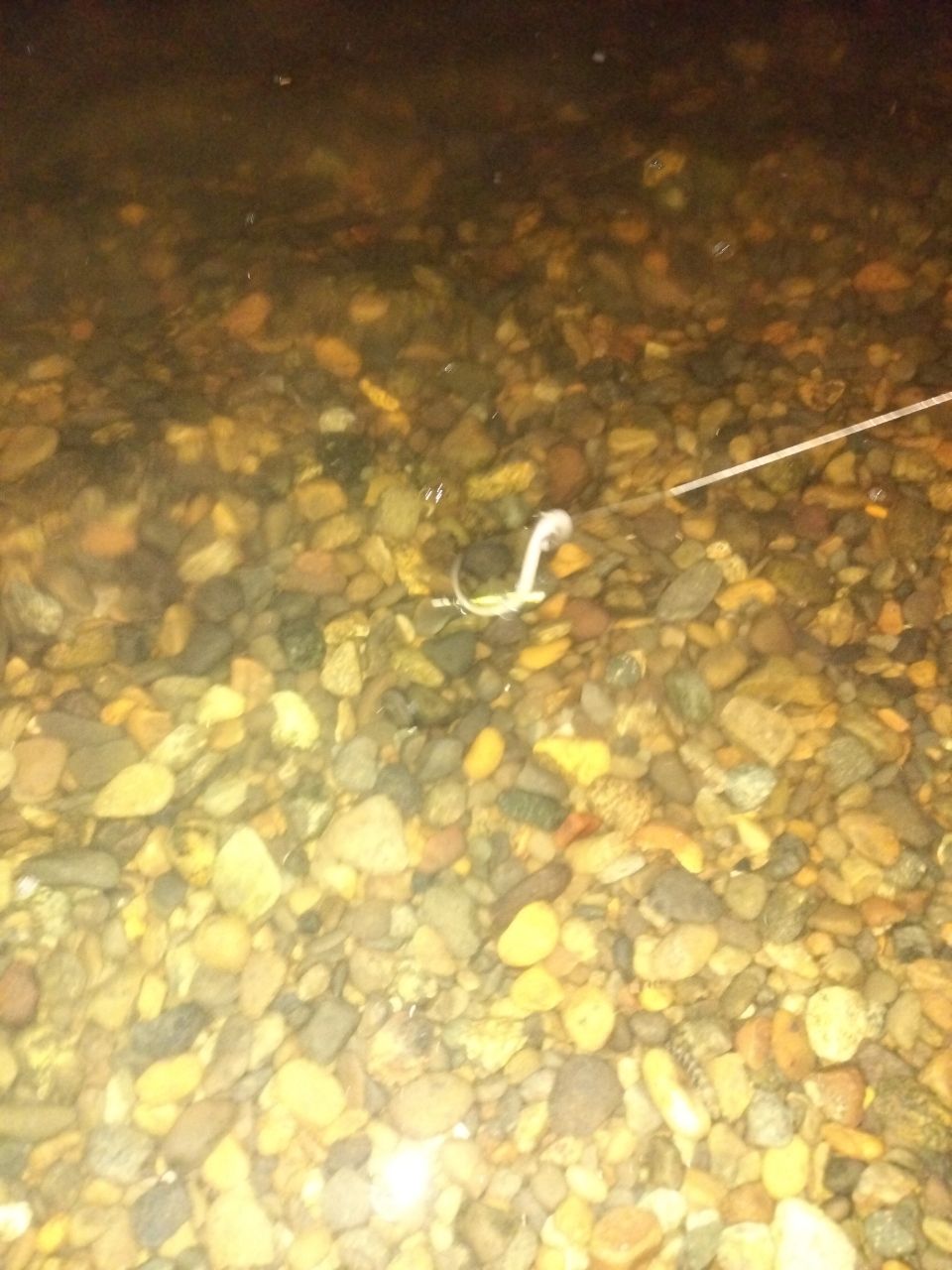 ウナギ
