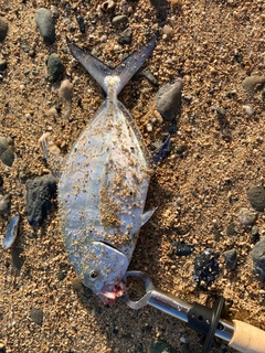 ギンガメアジの釣果