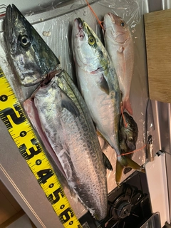 サワラの釣果