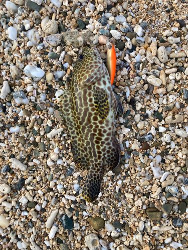 イシミーバイの釣果