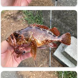 カサゴ
