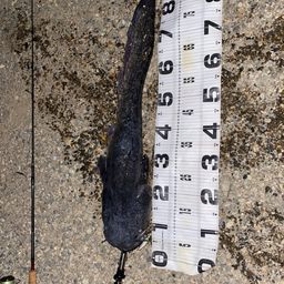 ビワコオオナマズ