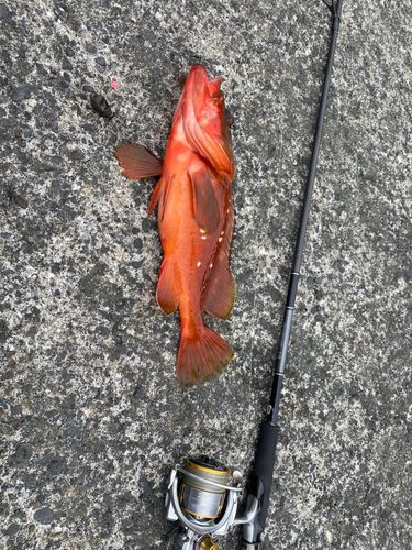 アカハタの釣果