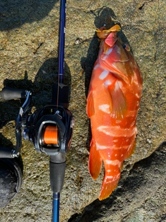 アカハタの釣果