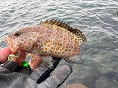 オオモンハタの釣果