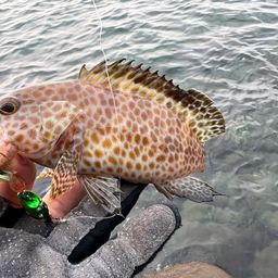 オオモンハタ