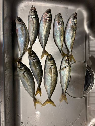 アジの釣果