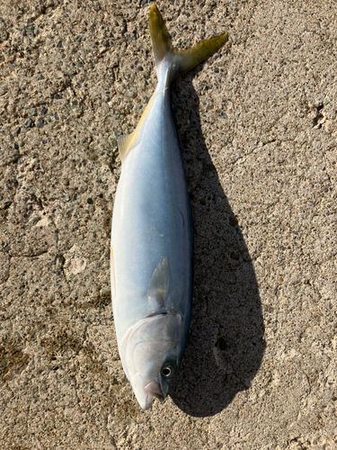 ワカシの釣果