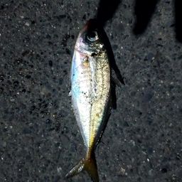 アジ