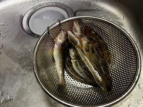 釣果