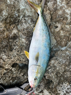 ワカシの釣果