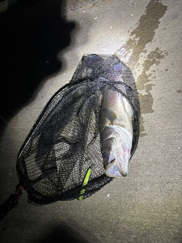 スズキの釣果