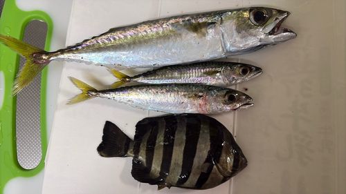 サバの釣果