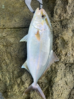 ショゴの釣果