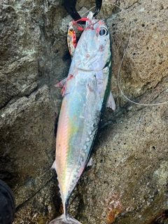 ソウダガツオの釣果