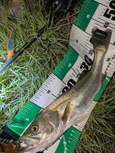 シーバスの釣果
