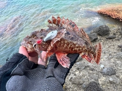 イズカサゴの釣果