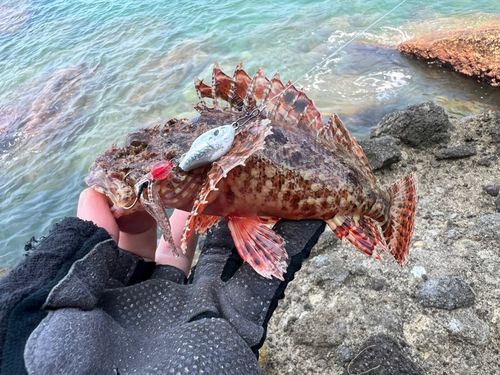 イズカサゴの釣果