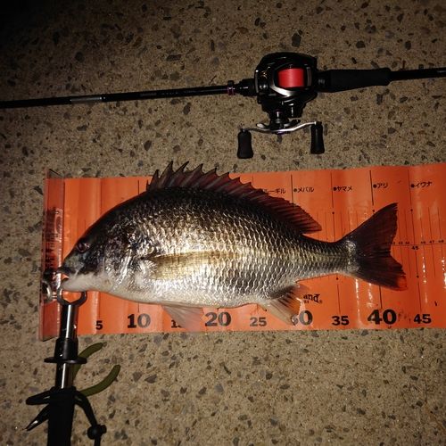 キビレの釣果