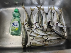 アジの釣果