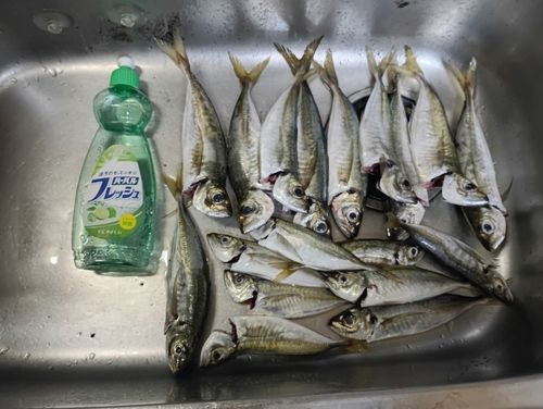 アジの釣果