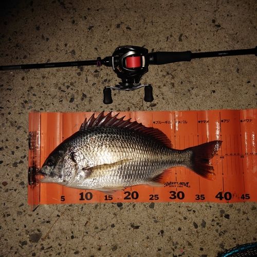 キビレの釣果