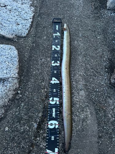 ウナギの釣果