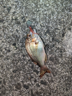 タイの釣果