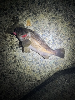 クロソイの釣果