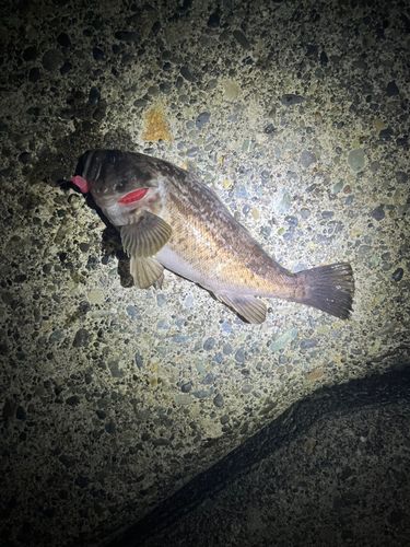 クロソイの釣果