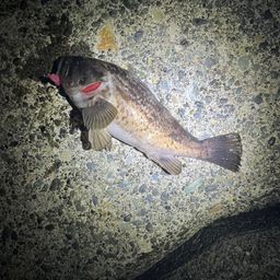 クロソイ