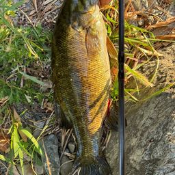 スモールマウスバス