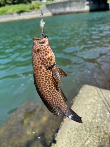 オオモンハタの釣果