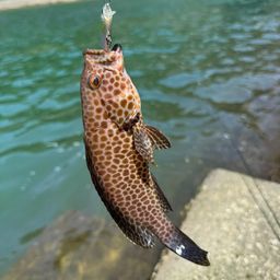 オオモンハタ
