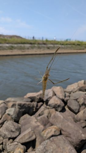 テナガエビの釣果