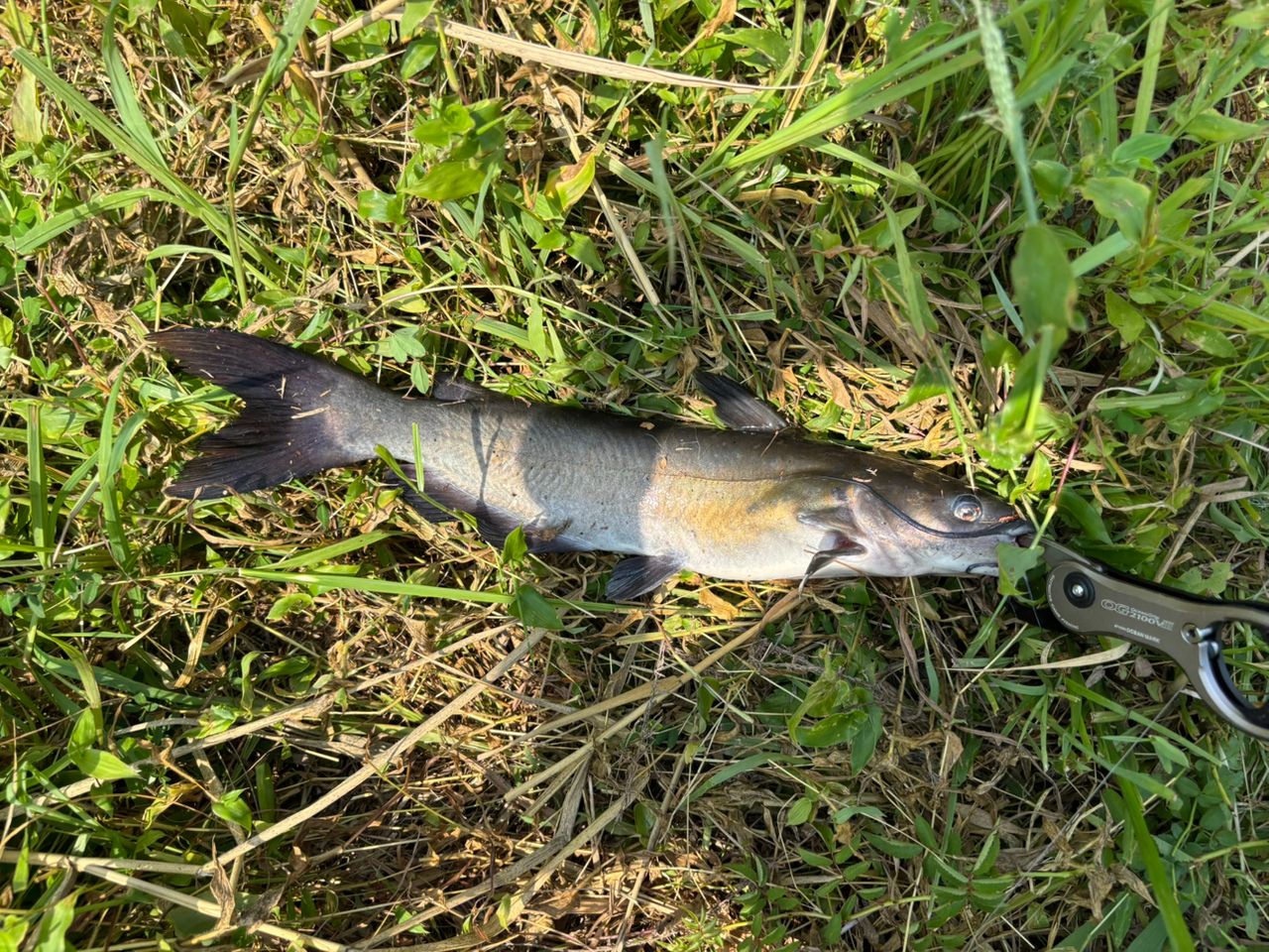 アメリカンキャットフィッシュ