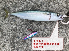 サバの釣果