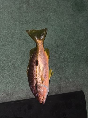 ヨコスジフエダイの釣果