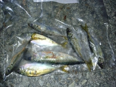 アジの釣果