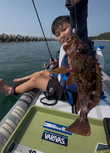 カサゴの釣果