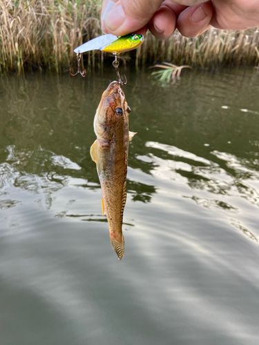 ハゼの釣果
