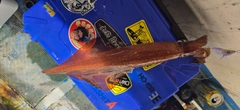 マイカの釣果