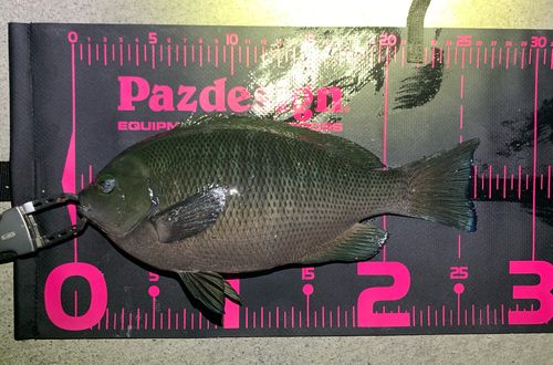 メジナの釣果