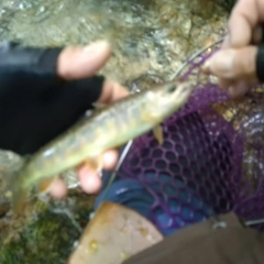 イワナの釣果