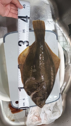 イシガレイの釣果