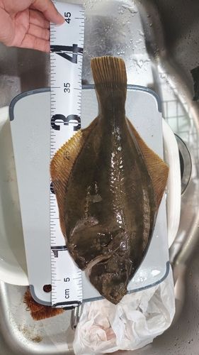 イシガレイの釣果